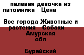 палевая девочка из питомника › Цена ­ 40 000 - Все города Животные и растения » Собаки   . Амурская обл.,Бурейский р-н